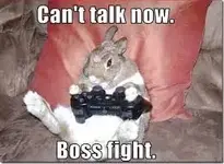 rabbit fight.webp