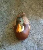 duck 2.webp