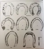 Horse shoe chart.webp