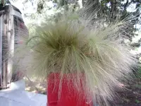 2016.07.29 Fuzzy Grasses.1.webp