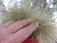2016.07.29 Fuzzy Grasses.2.JPG