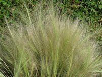 2016.07.29 Fuzzy Grasses.3.JPG