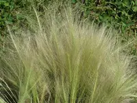 2016.07.29 Fuzzy Grasses.3.webp