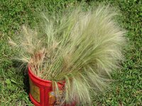 2016.07.29 Fuzzy Grasses.4.JPG