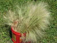 2016.07.29 Fuzzy Grasses.4.webp