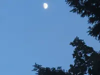 2016.07.14 Moon and the Trees.webp
