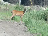 2016.07.01 Doe - 300 yards away.webp