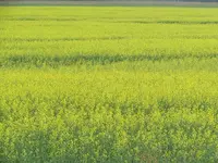 2016.06.29 Canola Field.webp