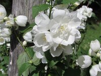 2016.06.27 White Flowers.1.JPG
