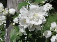 2016.06.27 White Flowers.1.webp