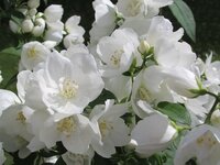 2016.06.27 White Flowers.2.JPG