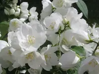 2016.06.27 White Flowers.2.webp