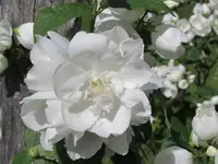 2016.06.27 White Flowers.3.webp 2016.06.27 White Flowers.3.webp