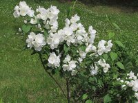 2016.06.27 White Flowers.4.JPG