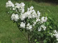 2016.06.27 White Flowers.4.webp