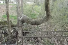 tree 001.webp