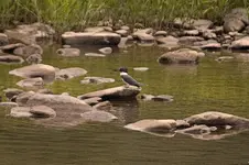 Kingfisher.webp
