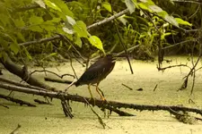 Green Heron.webp