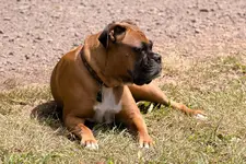Miss Daisy.webp