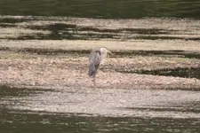 Great Blue Heron.webp Great Blue Heron.webp