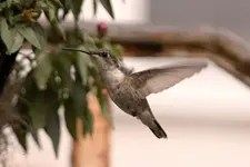 Hummingbird.webp