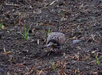 K1600_DSCN4234.webp