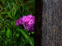 K1600_DSCN4235.webp