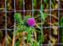 K1600_DSCN4236.webp