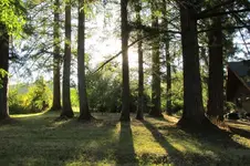 tree3.webp tree3.webp