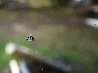 spider_01.webp