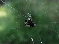 spider2 -1.webp