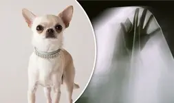 chihuahua-700059.webp chihuahua-700059.webp