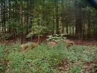 DSCF0013.webp