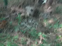 Snake.webp