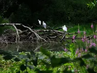 K1600_DSCN4866.webp