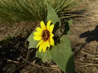 mano hill are 073016 2.webp
