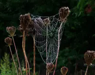 DSCN5559.webp