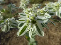 mano hill are 073016 3.webp