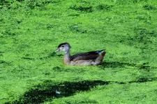 DSCN5524.webp