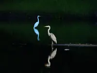 DSCN5573.webp