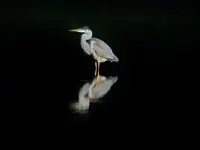 DSCN5603.webp
