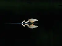 DSCN5598.webp
