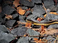 DSCN5630.webp
