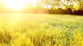 golden hour.webp