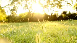 golden hour ground level.webp