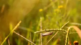 moth.webp