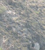 35 Sentinel Saguaro Triangle.jpg