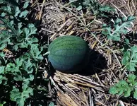 K1600_DSCN4859.webp