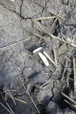 Ear Plug insitu.webp