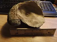 fossill and mineral 001.webp fossill and mineral 001.webp
